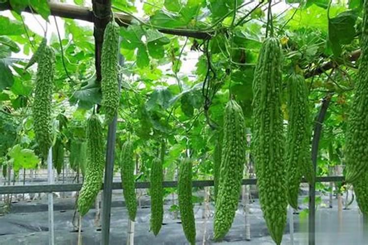 化肥撒地里一下午零一晚上再地种麦子化肥会失效吗？