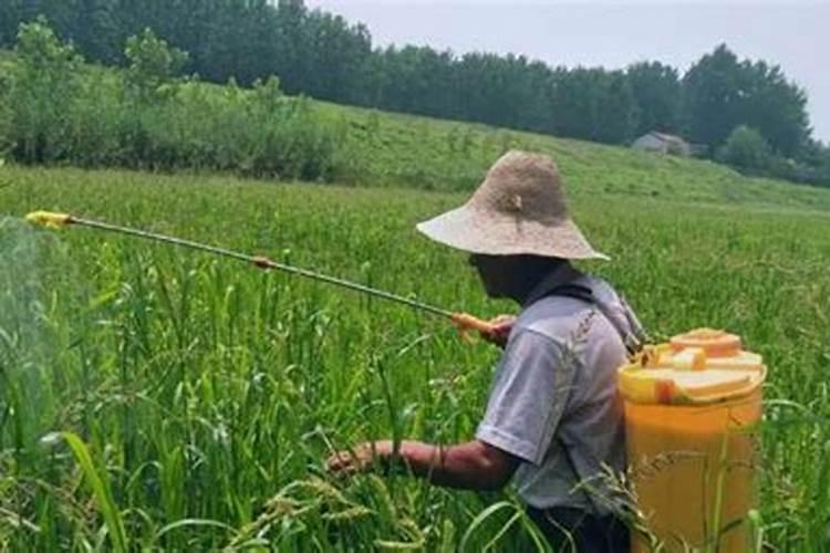 怎样促进桃树花芽形成？