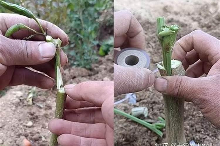 嫁接的彩麒麟发蔫了怎么办