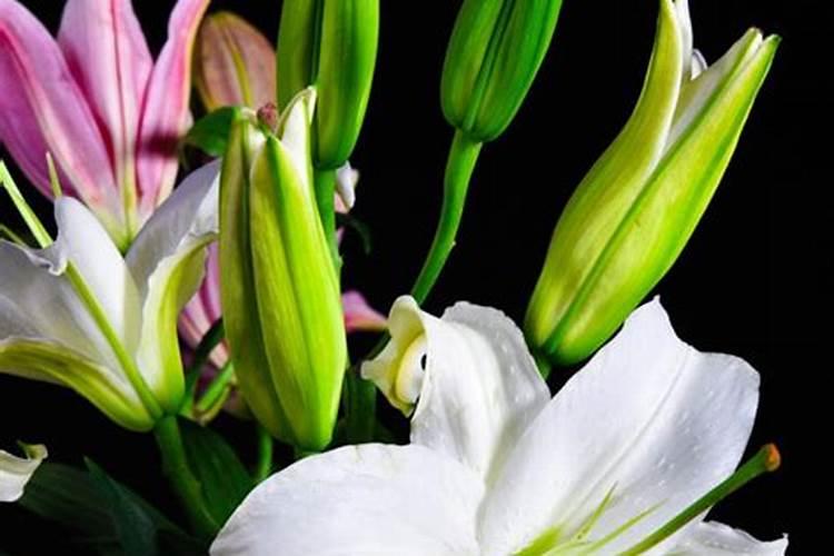 香水百合花怎么养 盆栽