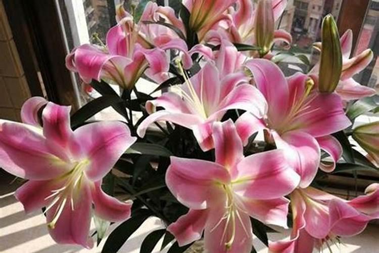 百合花施什么肥最好