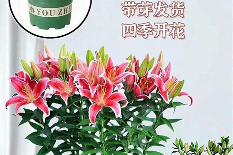 百合花施什么肥最好