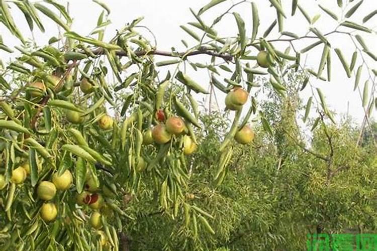 枣树叶面喷肥应注意哪些问题