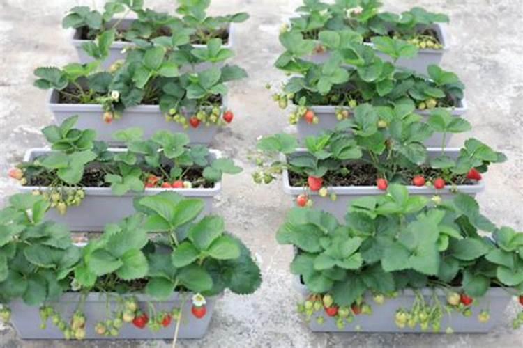 葡萄硬核期可不可以喷施芸苔素内酯？
