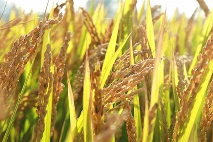 甘蔗施什么肥易长高长粗