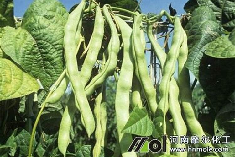 荷兰豆的高产施肥方法是什么
