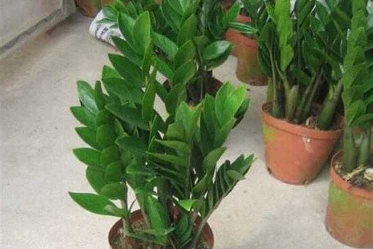 蔬菜施肥时间和方法