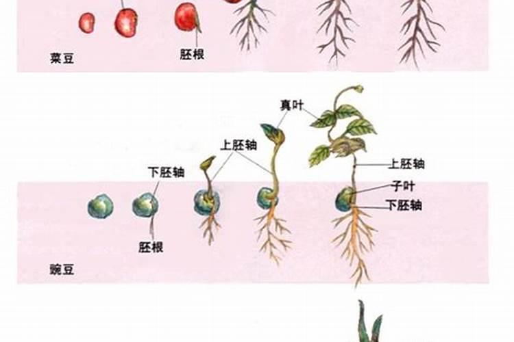 什么肥可促进花芽分化