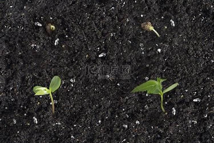 花芽分化用什么肥料好