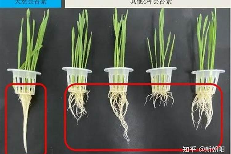 哪些植物四季生长又可以当绿肥一年可割好多次,割下来的部分可以当做肥料...
