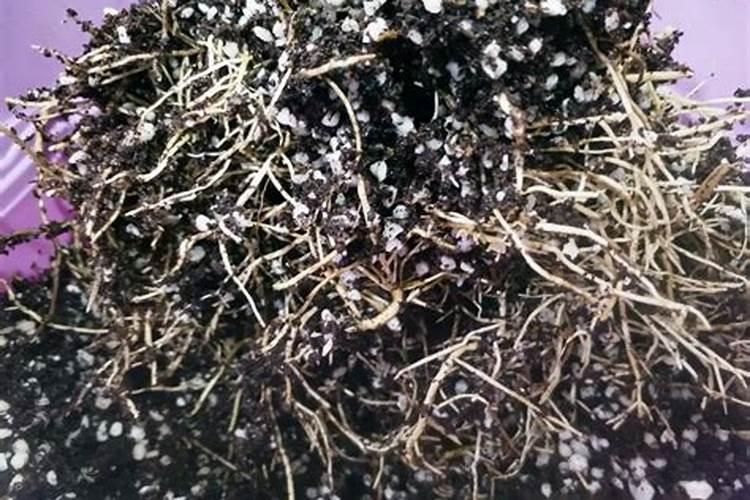 什么花适合上草木灰做肥料