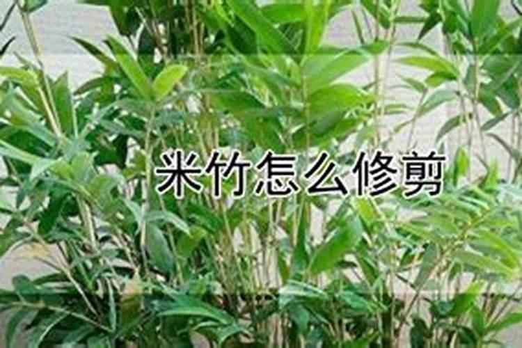 米竹怎么养