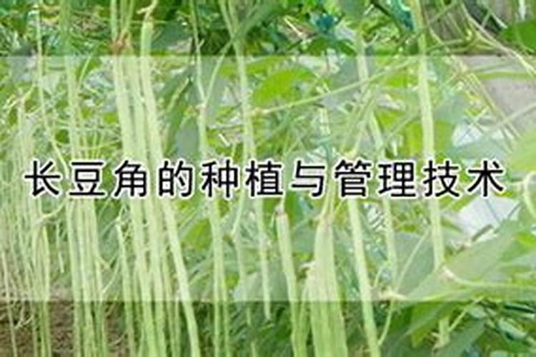 草莓西红柿和铁皮西红柿是一样的吗？