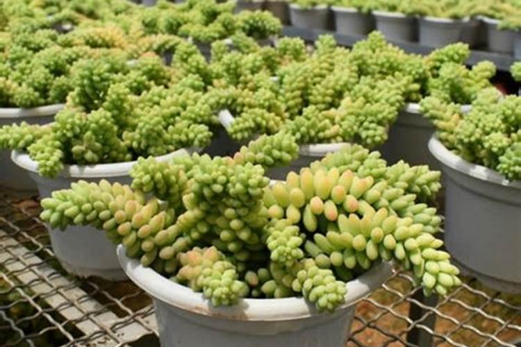 黄瓜定植后怎样浇水