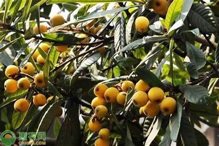 枇杷开花时间施什么肥