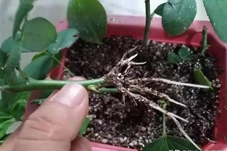 月季如何施肥 氮肥