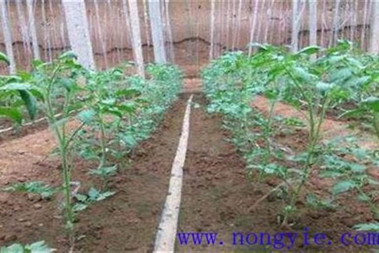 西红柿膨果肥用什么肥最好