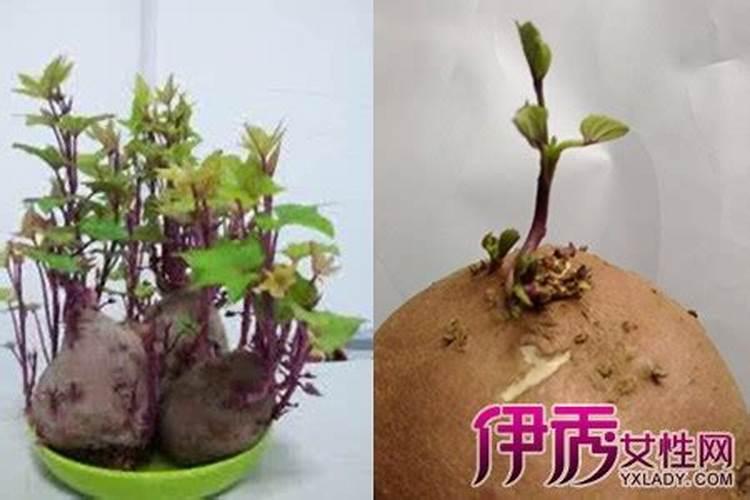 请教一下,地瓜种植施肥技巧和管理方法？