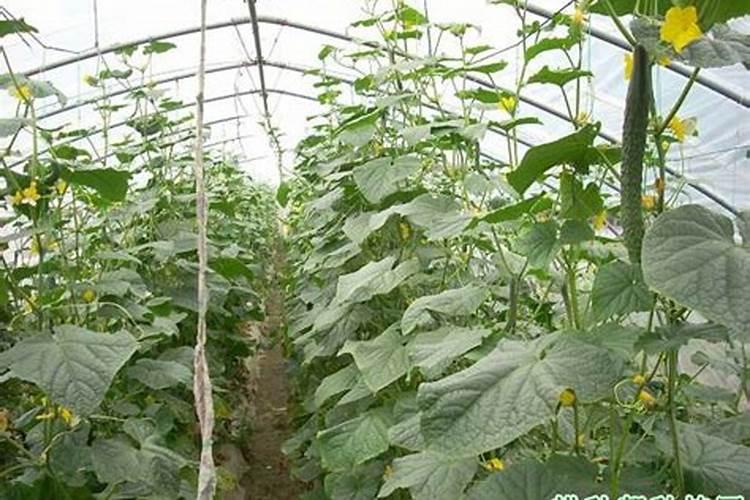 黄瓜用什么肥料长势好？黄瓜专用叶面肥什么时候用好？