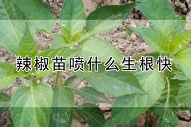 棉花后期需要什么肥料