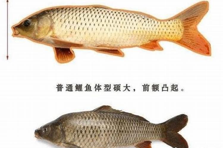 玉米除草剂能和叶面肥混用吗