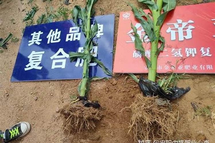苹果树打药时间与用药方法