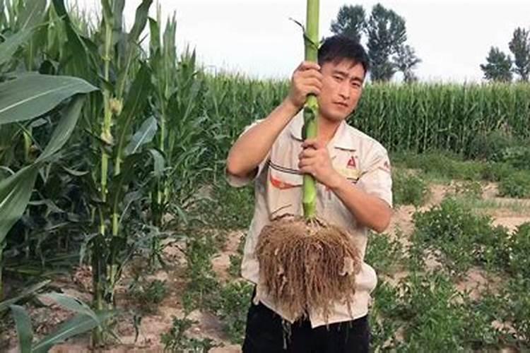 生根肥料用啥效果好？大家推荐一下