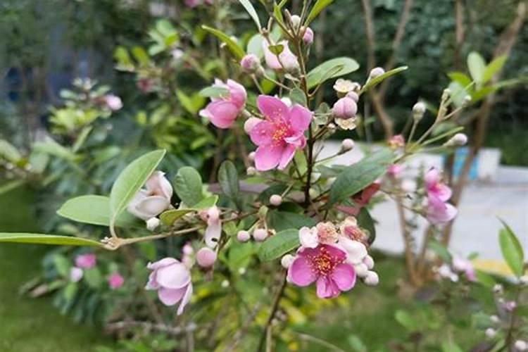 种桃金娘施什么肥