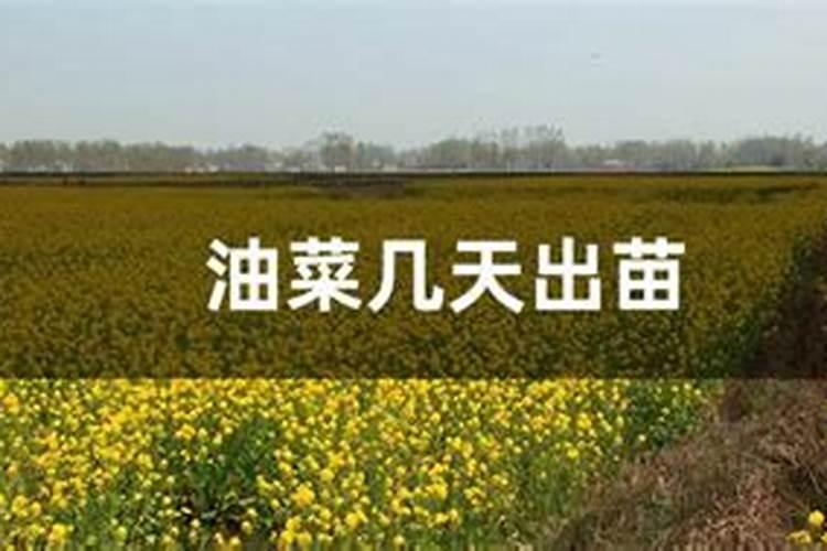 核桃树六月份能种活吗怎么种？