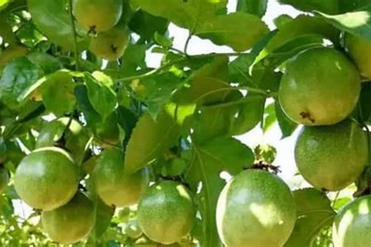 百香果施什么肥料最好
