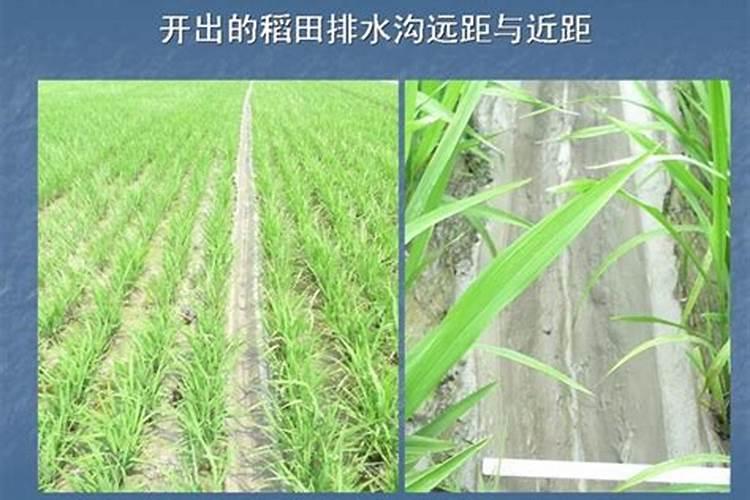 家庭植物如何追肥