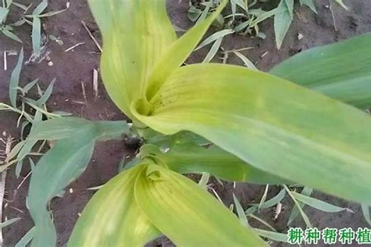 玉米1.5来高每亩喷施锌肥60毫升有危害吗？