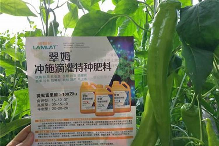 为什么夏天种植辣椒要补硼？硼有什么用？
