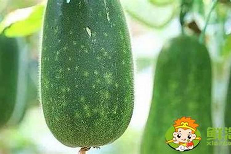冬瓜施什么肥好
