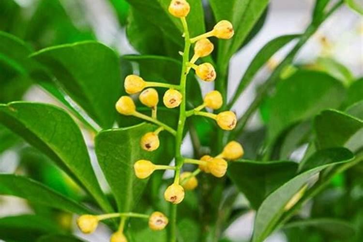 在污水处理中好氧池里氮,磷,钾,比例怎么加