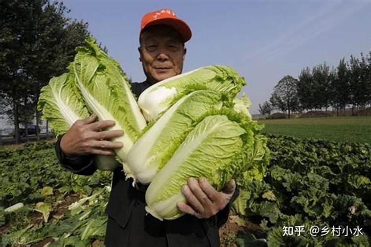种植大白菜怎样施肥才产量高(种大白菜需要什么底肥)