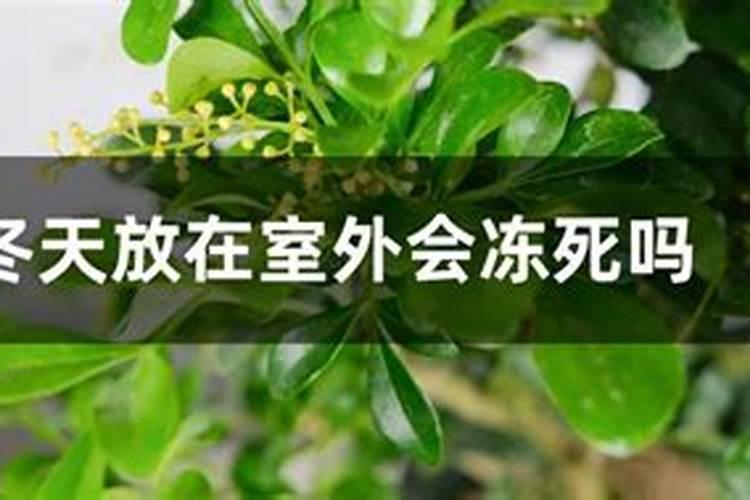 米兰花施肥方法及注意事项