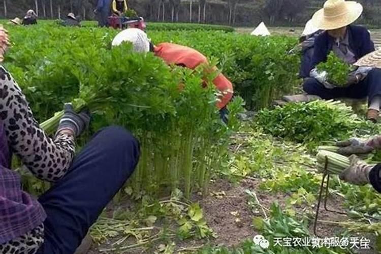 硝态氮肥的特点