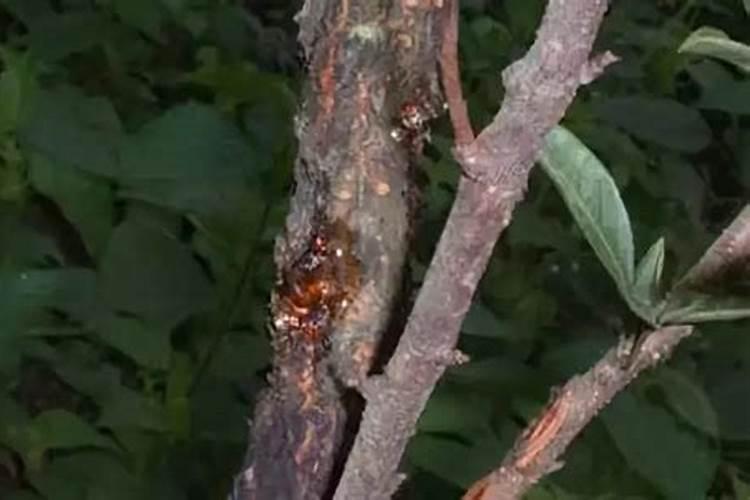 芒果保花保果,坐果多的方法是什么？