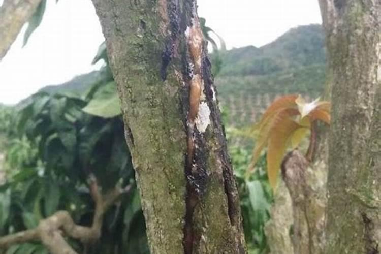 芒果喷磷酸二氢钾和流体硼多长时间可吸收？