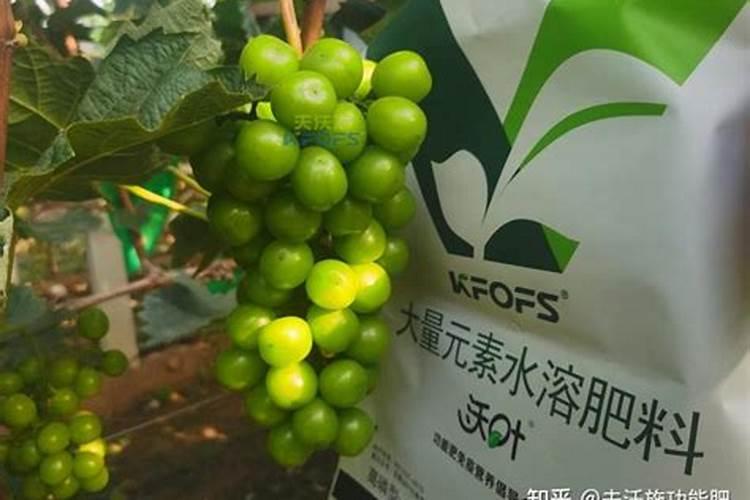 葡萄转色期用高磷肥能行不葡萄上色期用什么肥料好