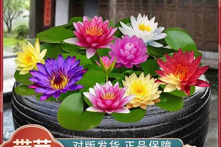 磷酸二氢钾的用法用量