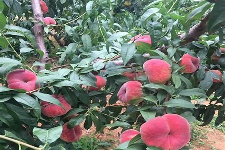 桃子从开花就开始掉怎么办？