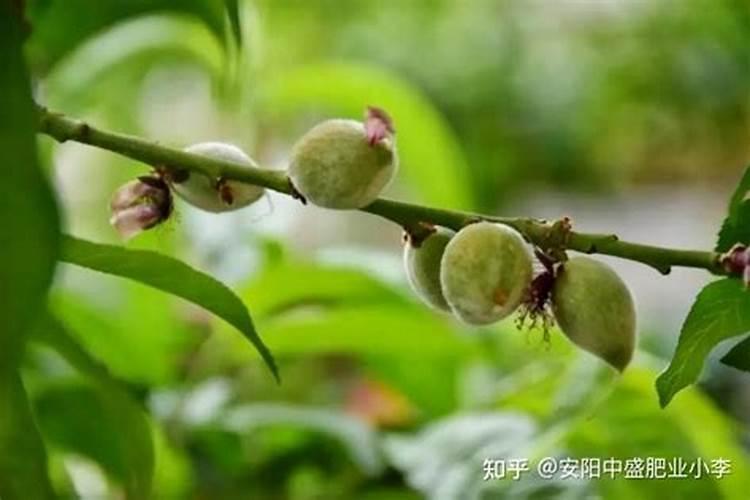 桃树上挂桃子能打多效唑吗