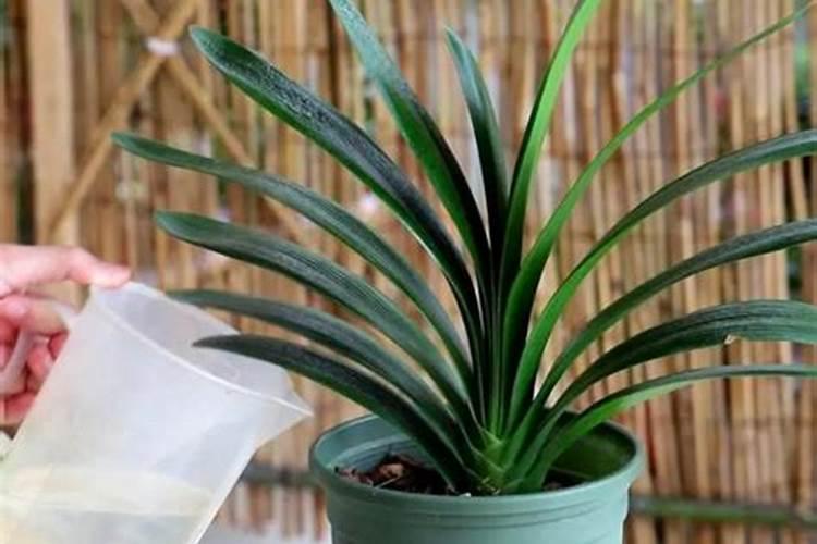 水稻打破口药水是上午还是下午好