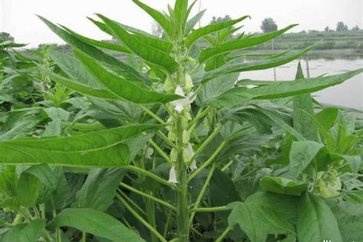 芝麻高产种植技术