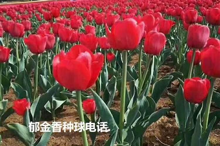 水培郁金香可以用磷酸二氢钾吗