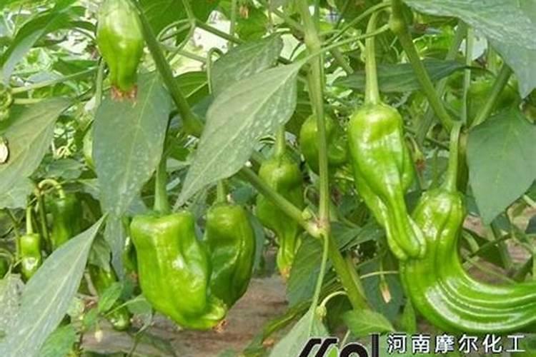 种植丝瓜赚钱吗 种植成本和利润分析