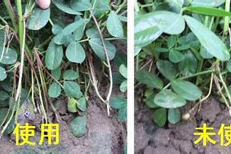 黄豆什么时候施肥