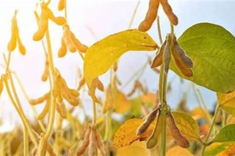 黄豆叶面肥什么时候打好 使用哪些肥料好